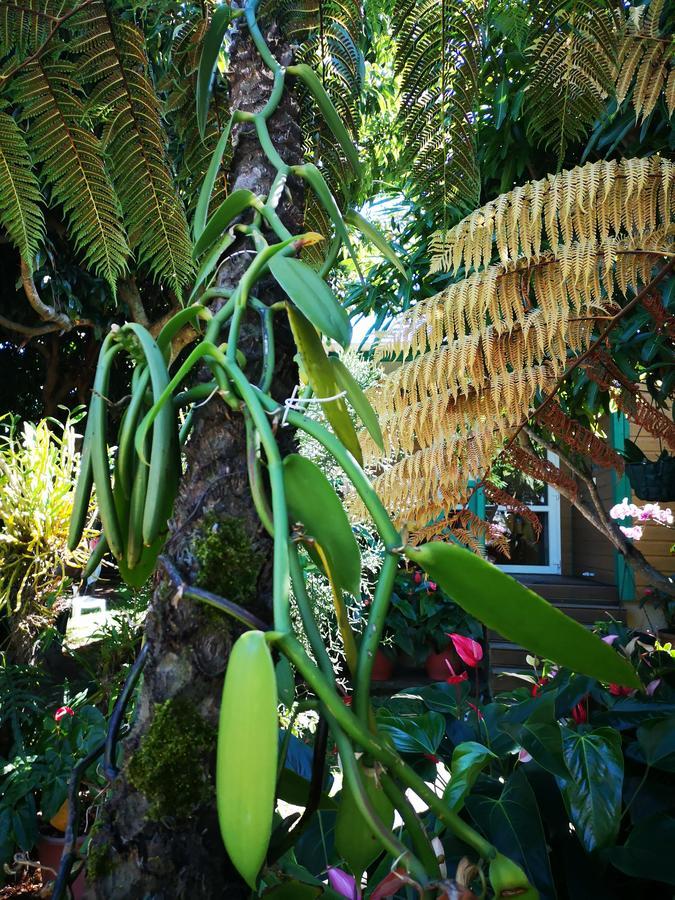 Vila Les Agapanthes Le Tampon Exteriér fotografie